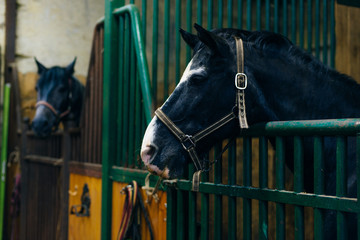Portrait of a beautiful sad horse in the dark stable