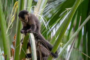 Rio de Janeiro Botanical Garden