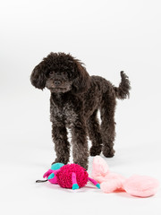 Toy poodle with toys on a white background. Image taken in studio. Colourful toys