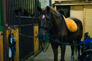 the horse is ready for saddle