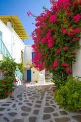 Paros - Kykladen - Parikia - Häuserfassade mit Blumen