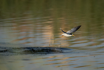 Little tern fishing at Buhair lake, Bahrain