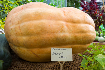  Pumpkin of the Big Max variety .