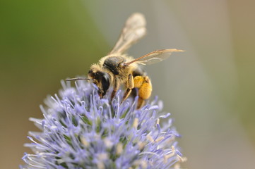 pszczoła 2 © Roman