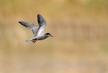 White-cheeked tern in flight, Bahrain 