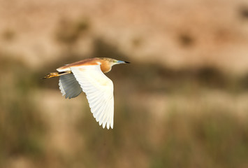 The Squacco Heron in flight, Bahrain