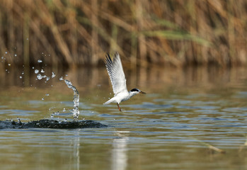 Little tern emerging out from a dive at Buhair lake, Bahrain 