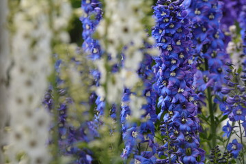 fioletowy kwiat © Roman