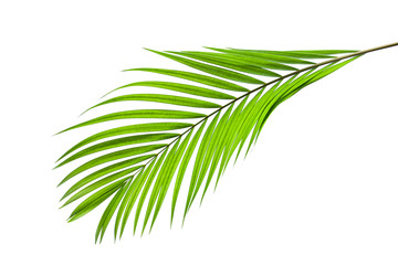 green coconut leaf isolated on white background  for design elements, tropical leaf, summer background