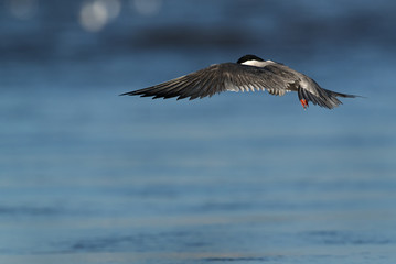 White cheeked tern fishing at Tubli bay, Bahrain 