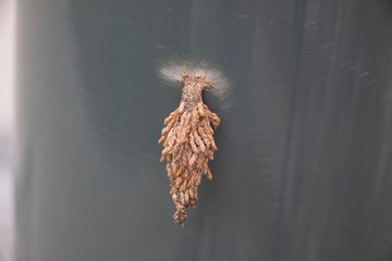 A bagworm Moth Cocoon attached to a lamp post