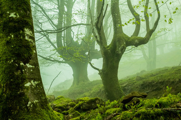 trees with fog in the forest of Belaustegui, on Mount Gorbea