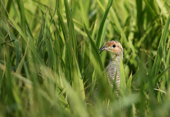 Grey francolin in the green grasses, Bahrain 