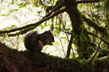 little squirrel sitting and eating on a branch in the forest near Vancouver, canada