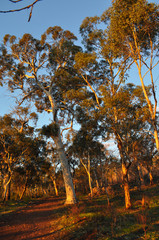 Eucalyptus trees and bush track in golden hour, on the Whistlepipe Gully Walk, Mundy Regional Park, Kalamunda, Western Australia, Australia