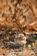 Crested lark at Hamala farm, Bahrain 