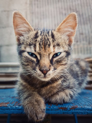 Beautiful grey three months kitten posing outdoors like a sphinx. Adorable young cat portrait looking sneaky to camera, beautiful blue eyes.