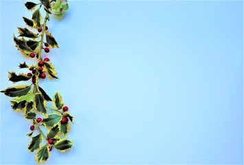Holly - traditional Christmas plant ion white background.