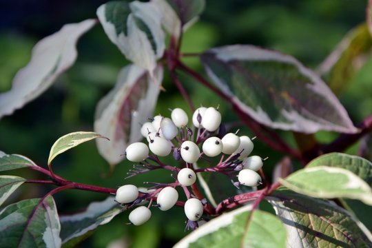 Cornus alba berries in the garden close-up