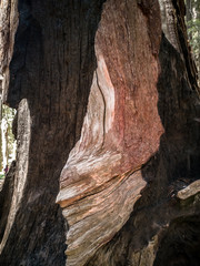 Sequoia national park