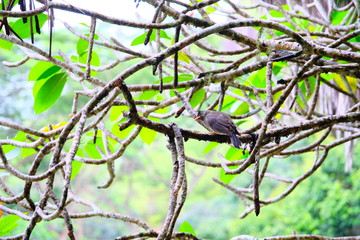 Tropical bird in the jungle