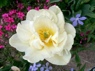 White tulip flowers in the garden