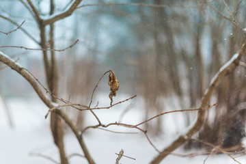 single leaf on a branch in a winter snow storm