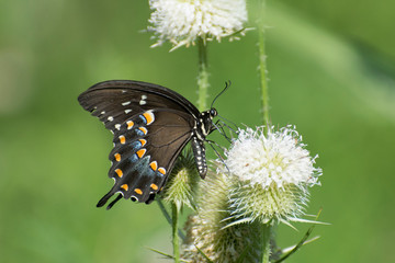 Butterfly 2019-101 / Spicebush Swallowtail (Papilio Troilus)