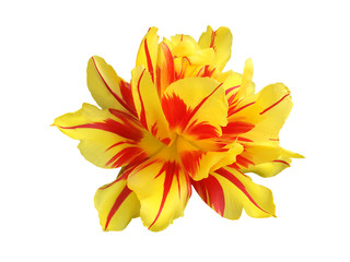 Fototapeta na wymiar Yellow flower of a terry tulip isolated on white background
