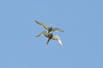White-cheeked tern fight in air, Bahrain 