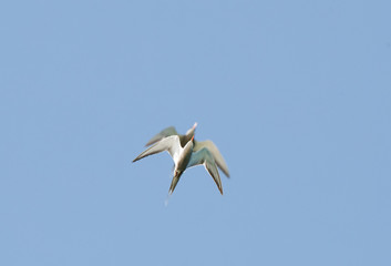 White-cheeked tern fight in air, Bahrain 