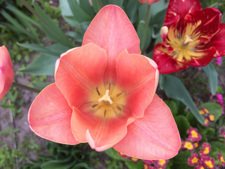 Orange Tulip Flower In The Garden