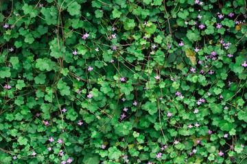 flowering climbing plants Wisteria, purple bunches of flowers