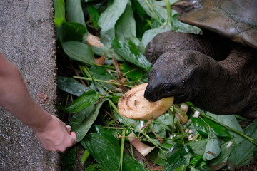 Giant turtle feeding