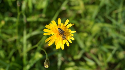 bee on yellow flower