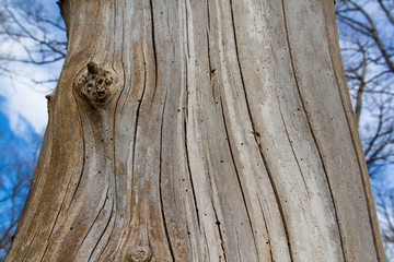 Growth Cracks in a Smooth Tree Trunk with No Bark © Nikki