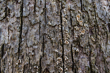 Lichen on the Bark of an Old Tree