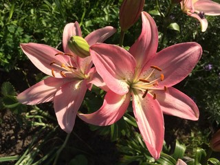 Pink lily flowers in the garden