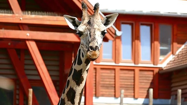 Giraffe Camelopard in Zoo HD Video Footage for your Project