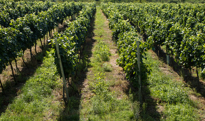 Fototapeta na wymiar Beautiful vineyards in Hungary.