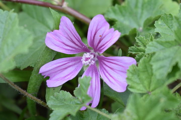 purple flower in the garden