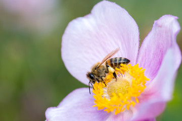 Herbst-Anemone mit Pollen und Biene im Makro