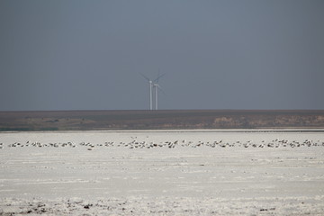 wind turbines on beach at sunset, salt lake