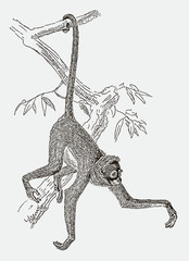 Endangered white-bellied spider monkey ateles belzebuth hanging with tail at a branch. Illustration after engraving from 19 C © M