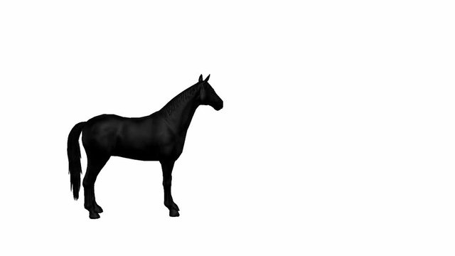 Black horse pesade on white background.mov