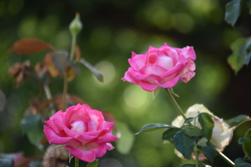 Fototapeta premium pink flowers in the garden