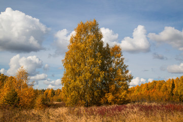 Fototapeta premium Beautiful autumn Sunny landscape with clouds.