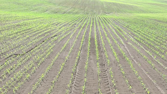 Young field of sweet corn (Zea Mays) by the morning 4K aerial footage