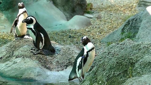 Penguin Penguins in Zoo HD Video Footage for your Project