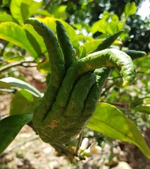 Buddha's hand -Citrus medica var. sarcodactylis, or the fingered citron, is an unusually shaped citron variety whose fruit is segmented into finger-like sections, resembling a human hand. 
